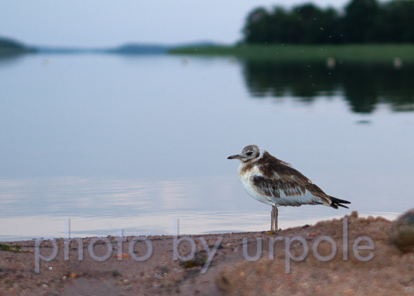 naurulokin_poikanen