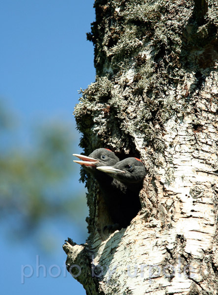 palokarjet