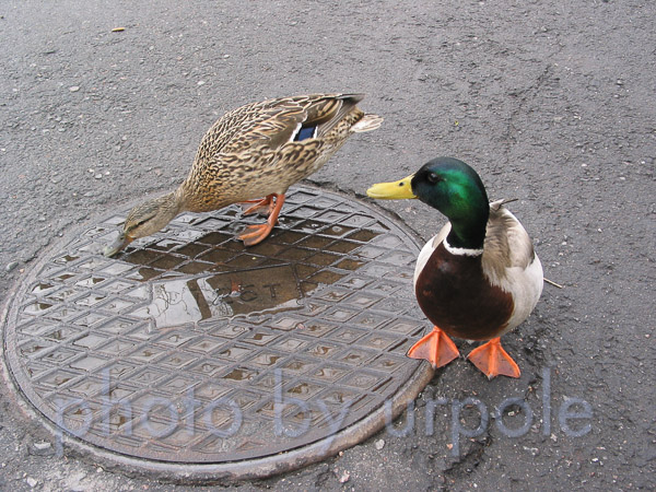 sorsat3