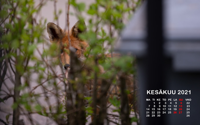 Kesäkuun kalenterikuvat