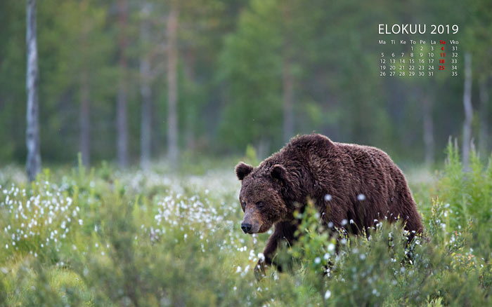 Elokuun kalenterikuva 2019