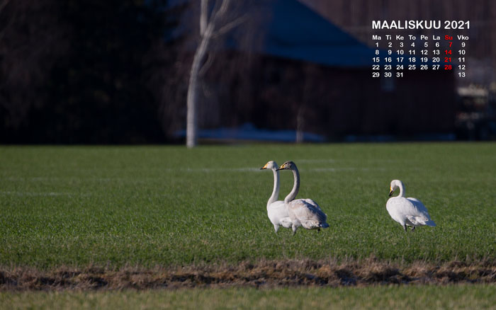 Maaliskun 2021 kalenterikuva